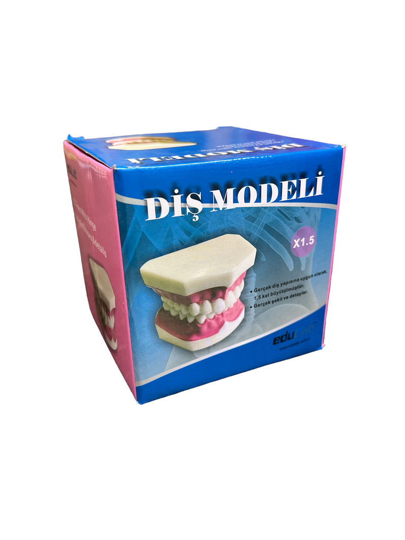 Diş Modeli