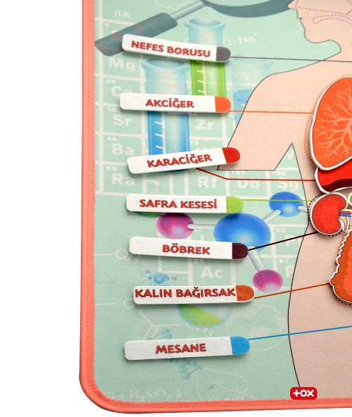 Tox İç Organlar Sistemi Cırtlı Pano