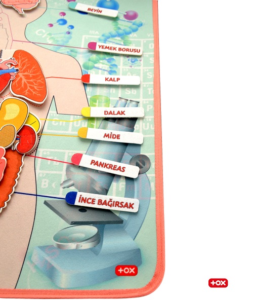 Tox İç Organlar Sistemi Cırtlı Pano