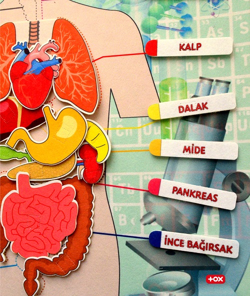 Tox İç Organlar Sistemi Cırtlı Pano