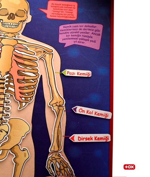 Tox İskelet Sistemi Pano