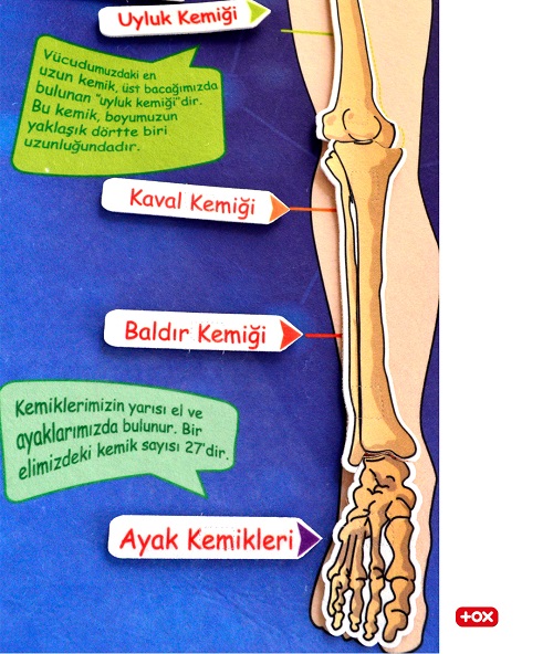 Tox İskelet Sistemi Pano