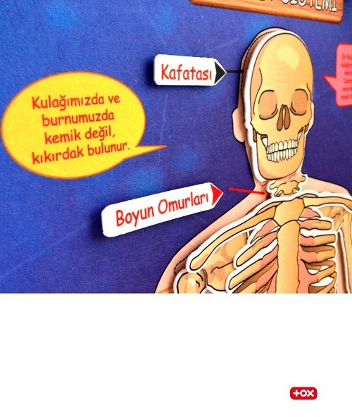 Tox İskelet Sistemi Pano