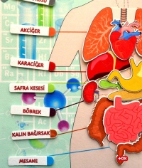Tox İç Organlar Sistemi Cırtlı Pano