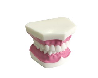 Diş Modeli