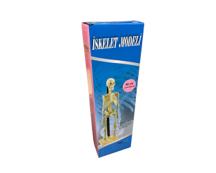 Edu Toys İskelet Modeli 46 Cm