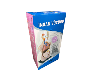 İnsan Vücut Maketi  50 cm
