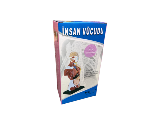 İnsan Vücut Maketi 27 Cm