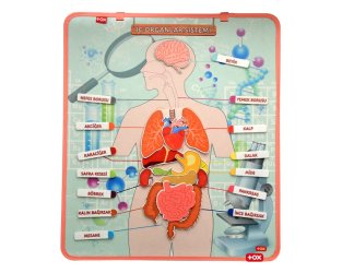 Tox İç Organlar Sistemi Cırtlı Pano