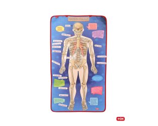 Tox İskelet Sistemi Pano